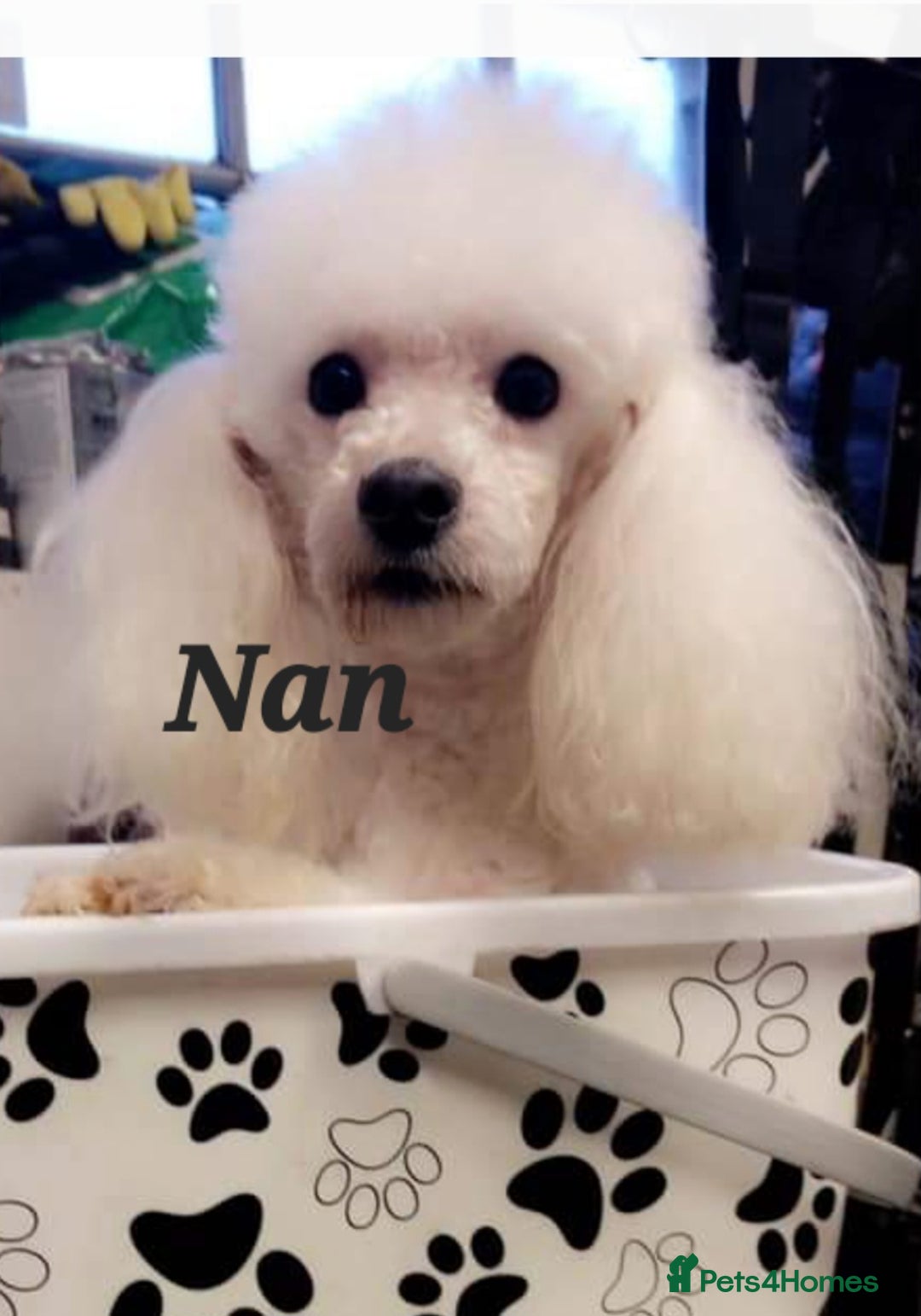 Toy Poodle dogs for sale: **1 PARTI BOY AVAILABLE**READY 21st DECEMBER** - Advert 18