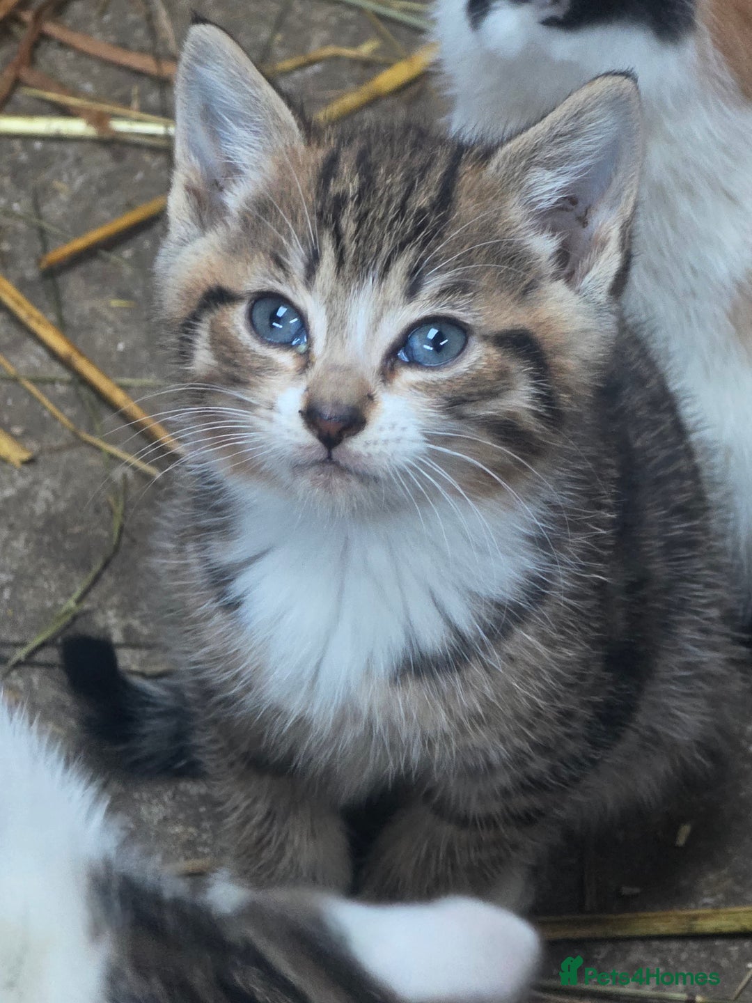 Mixed Breed cats for sale: Beautiful boy farm kittens for sale - Advert 3