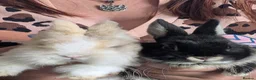 Netherland Dwarf rabbits for sale: Two male rabbits, bonded pair in Machynlleth - Advert 6