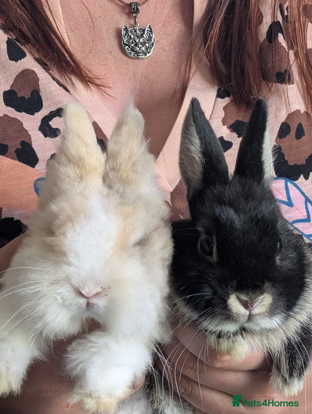 Netherland Dwarf rabbits for sale: Two male rabbits, bonded pair in Machynlleth - Advert 6