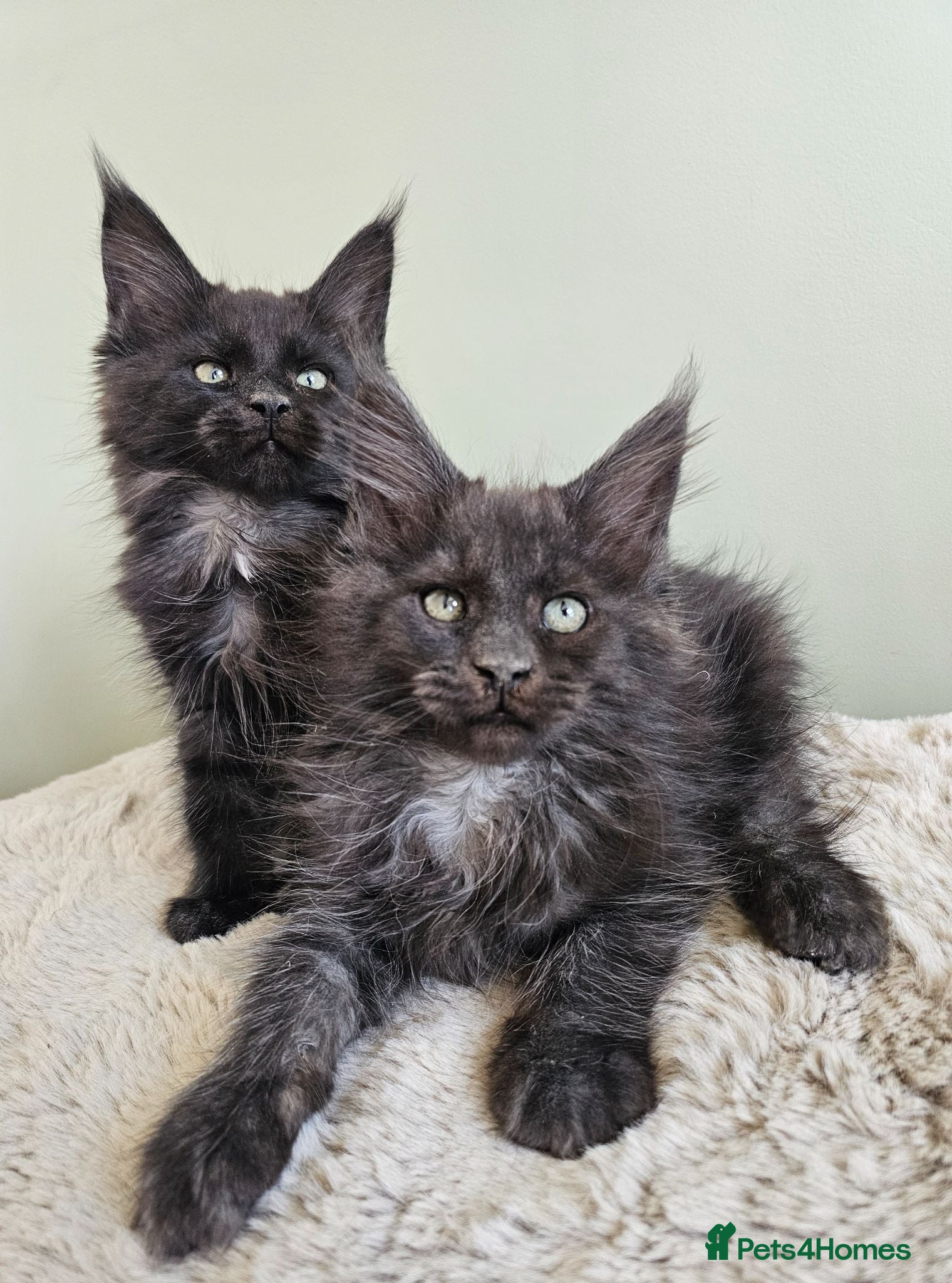 Maine Coon cats Beautiful Maine Coon kittens  - Advert 2