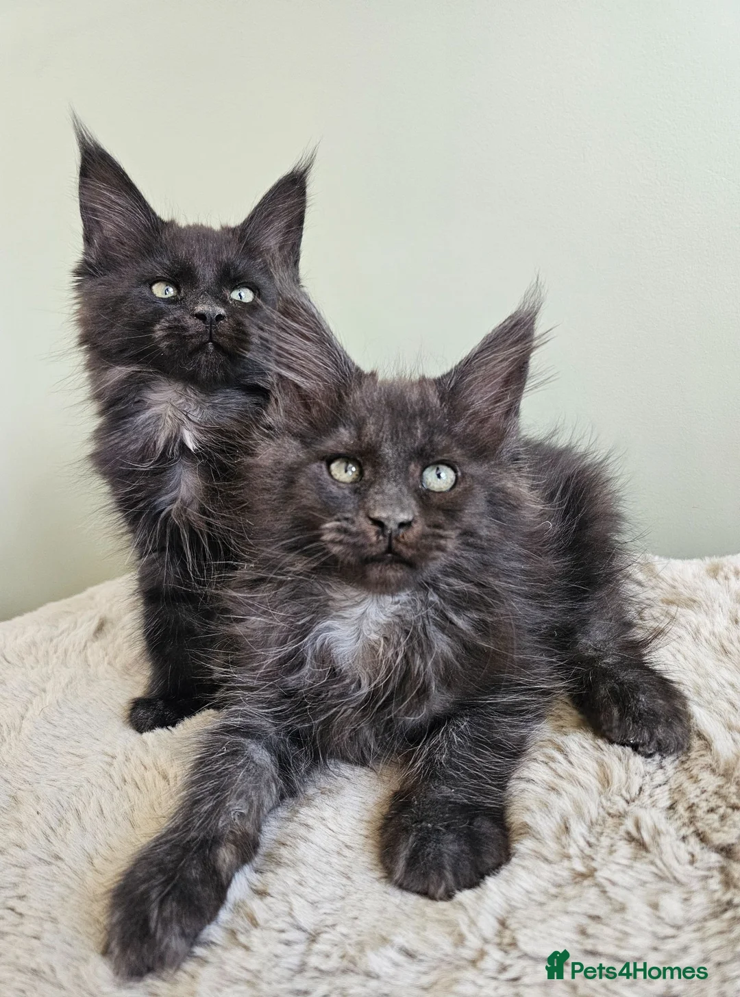 Maine Coon cats for sale: Beautiful Maine Coon kittens  - Advert 2