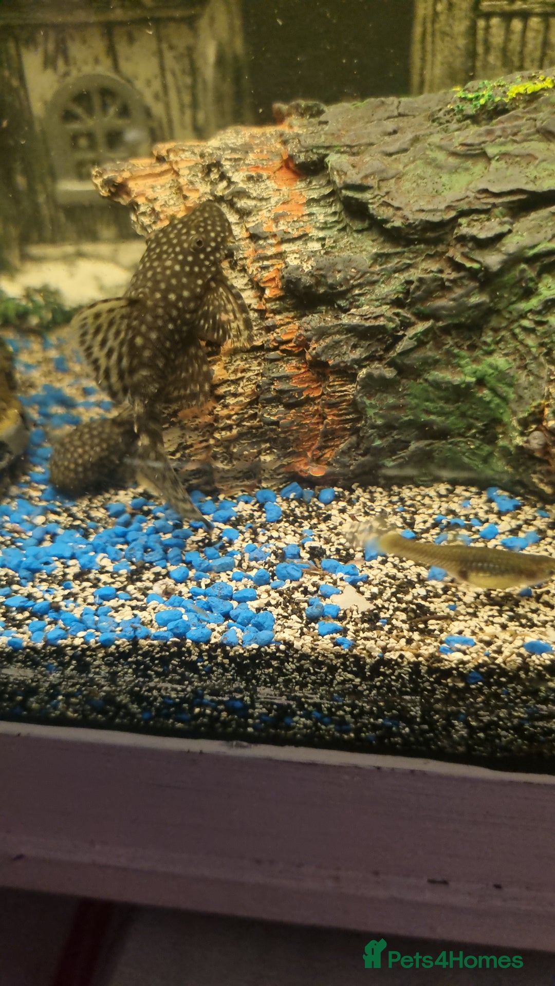 Plecos fish for sale: Plecos and guppies  - Advert 8