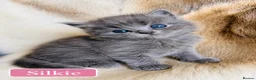 Ragdoll cats for sale:  Blue-lynx Ragdoll kittens pedigree bloodline  - Advert 4