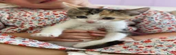 Mixed Breed cats for sale: Beautiful baby Kittens  - Advert 9