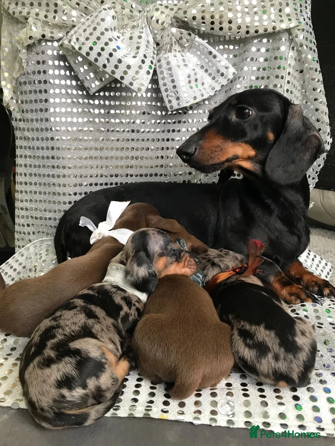 Miniature Dachshund dogs for sale: 🐶 4 miniature duschund puppies🐕 - Advert 1