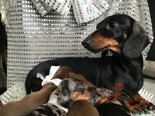Miniature Dachshund dogs 🐶 4 miniature duschund puppies🐕 - Advert 5