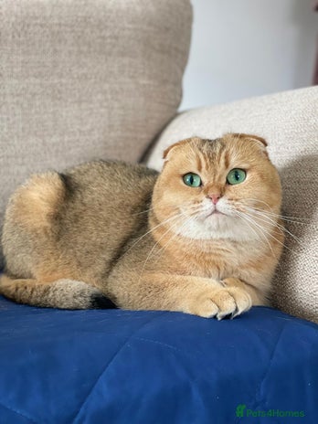 Scottish Fold cats - Advert 1