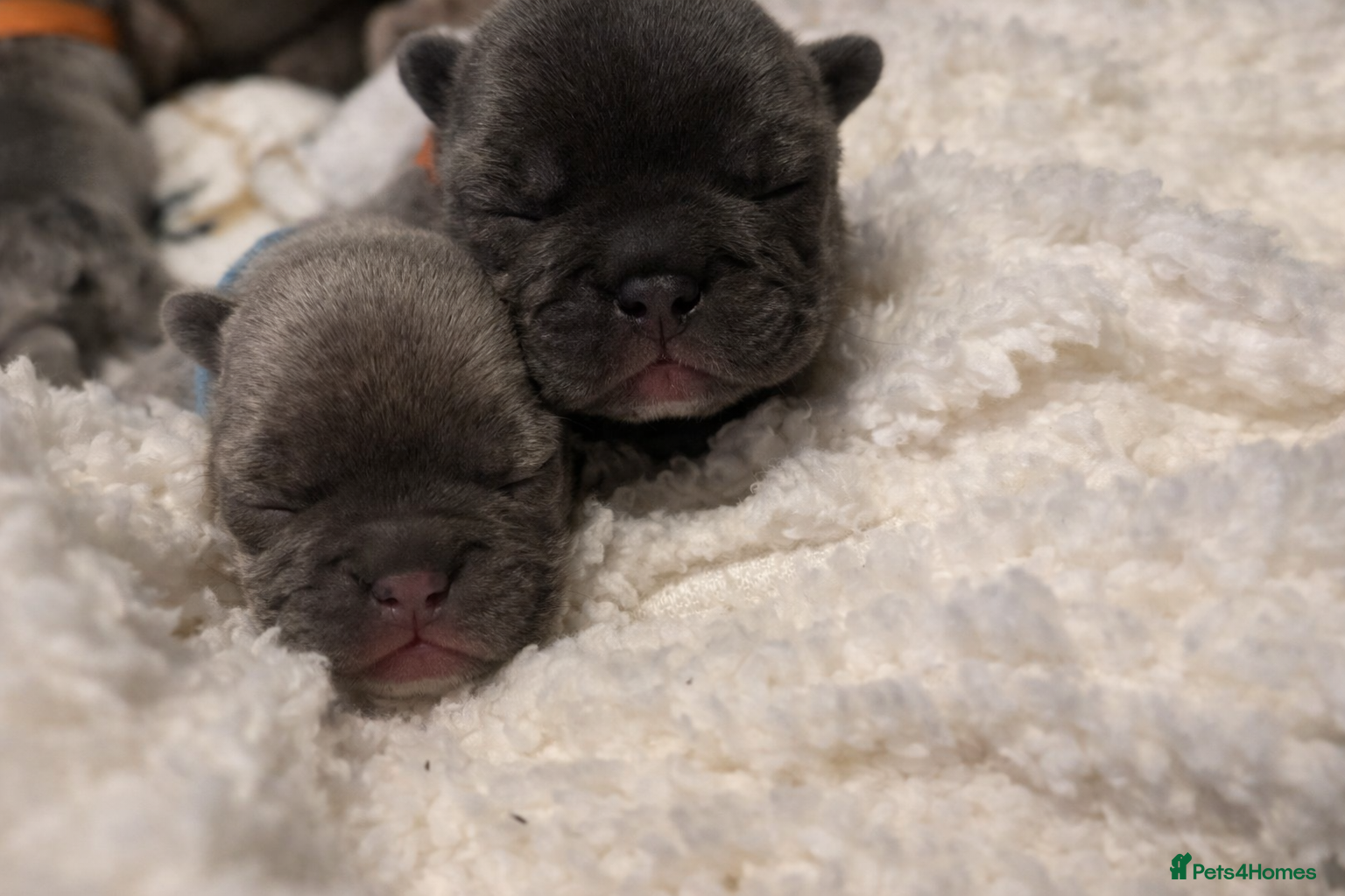 French Bulldog dogs ⭐️Champion bloodline KC registered French Bulldog - Advert 2