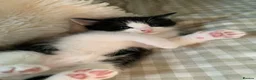 Mixed Breed cats for sale: Beautiful boy kitten  - Advert 3