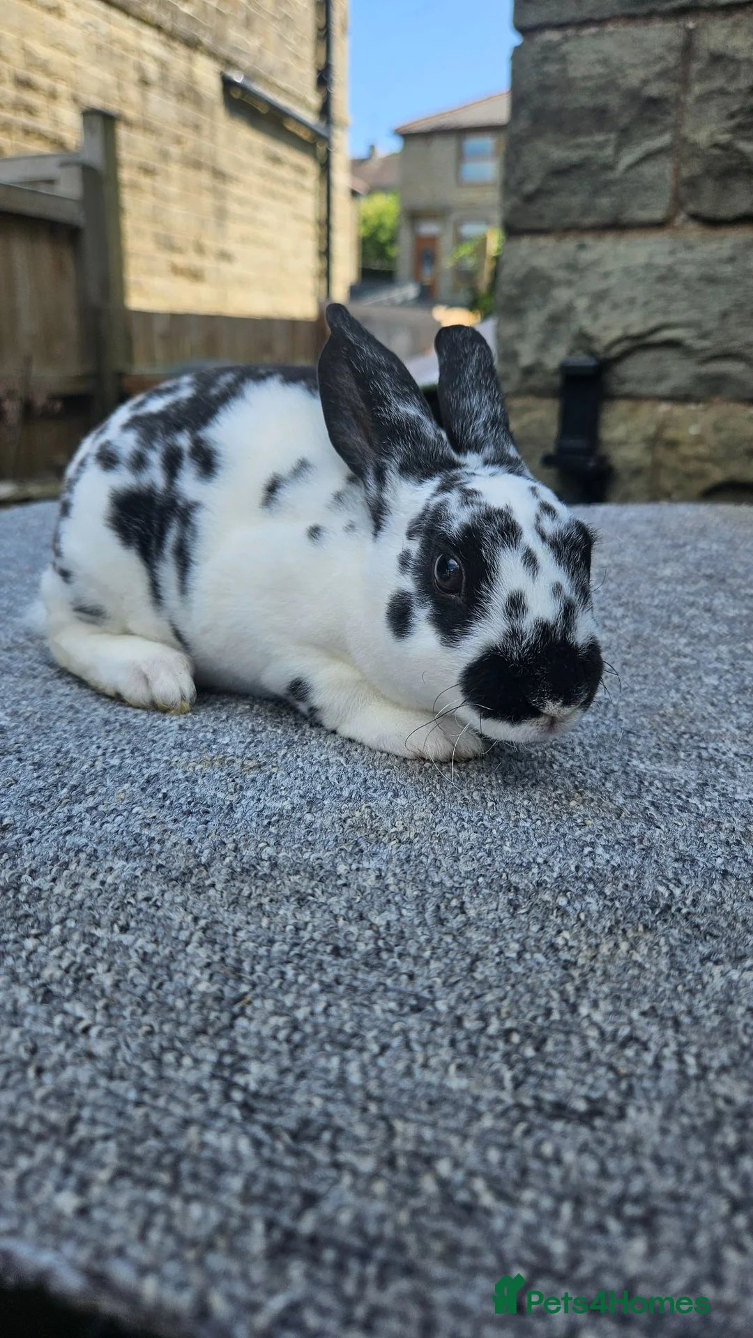 Rex rabbits for sale: Rex & Mini Rex Kits Available - Advert 19