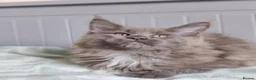 Maine Coon cats for sale: Purebreed maine coon females ❤️❤️  - Advert 7