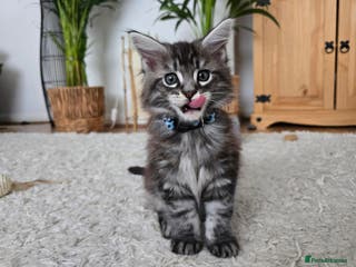 Maine Coon cats Adorable Maine Coon Boy looking for a Loving Home - Advert 9