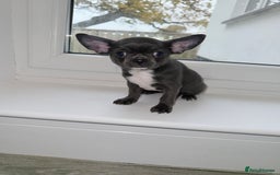 Chihuahua dogs for sale: Stunning chihuahua litter  - Image 8