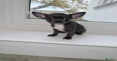 Chihuahua dogs - Advert 6