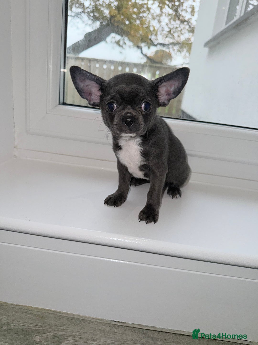 Chihuahua dogs for sale: Stunning chihuahua litter  - Image 8