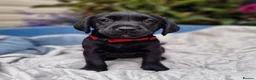 Springador dogs for sale: BEAUTIFUL SPRINGADOR PUPPIES - Advert 16
