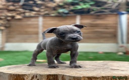 Staffordshire Bull Terrier dogs for sale: Quality Staffordshire Bull Terriers  - Image 28