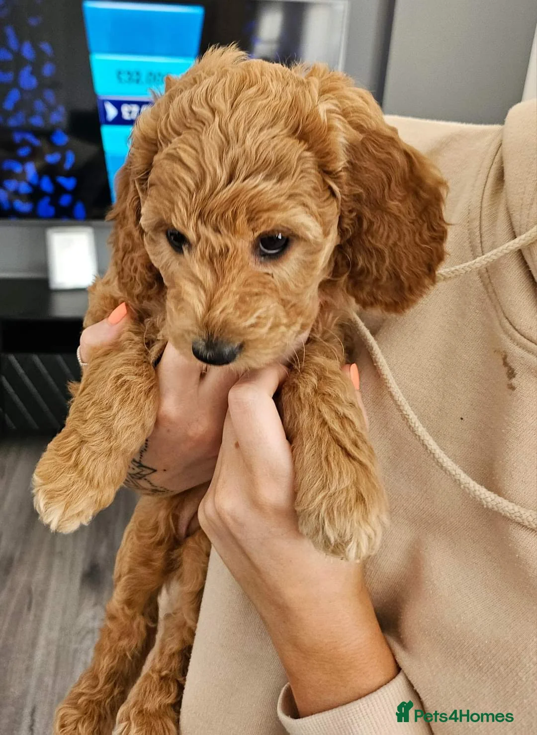 Cockapoo dogs for stud: 100% Proven F1 Fox Red Cockapoo, Stud only in Kirkcaldy - Advert 23