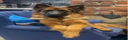 German Shepherd dogs for sale: Beautiful KC Reg puppies for sale  in Bishop Auckland - Advert 6