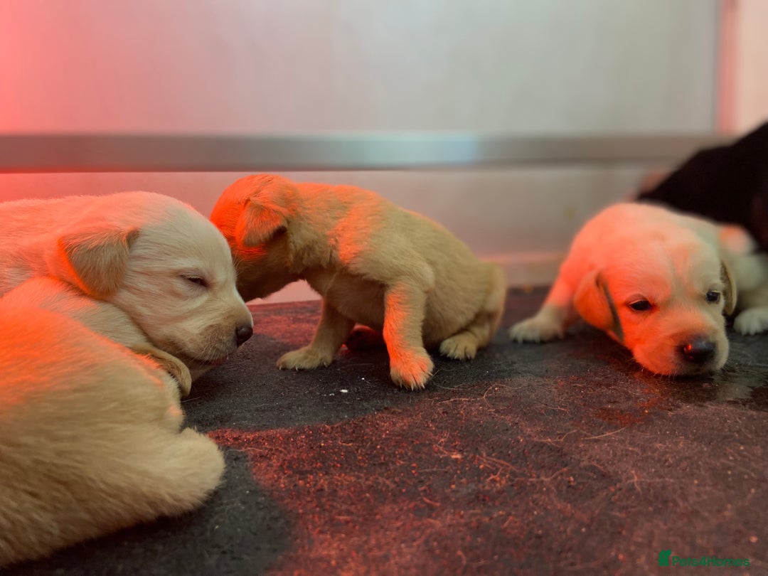 Labrador Retriever dogs for sale: Labrador pups  - Image 22