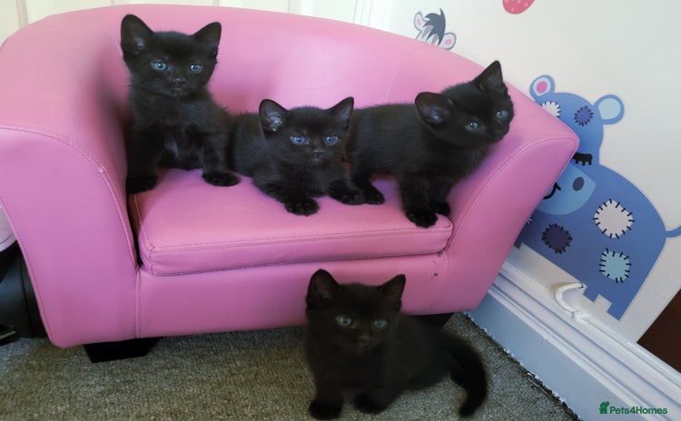 Domestic Shorthair cats - Advert 2