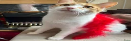 Domestic Shorthair cats for sale: Rehome for Cheeto - Advert 4