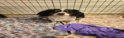 Mixed Breed dogs for sale: Cavajack x Pomeranian puppies  in Dereham - Advert 33