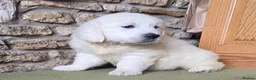 Golden Retriever dogs for sale: Lovely chunky cream puppies  - Advert 13