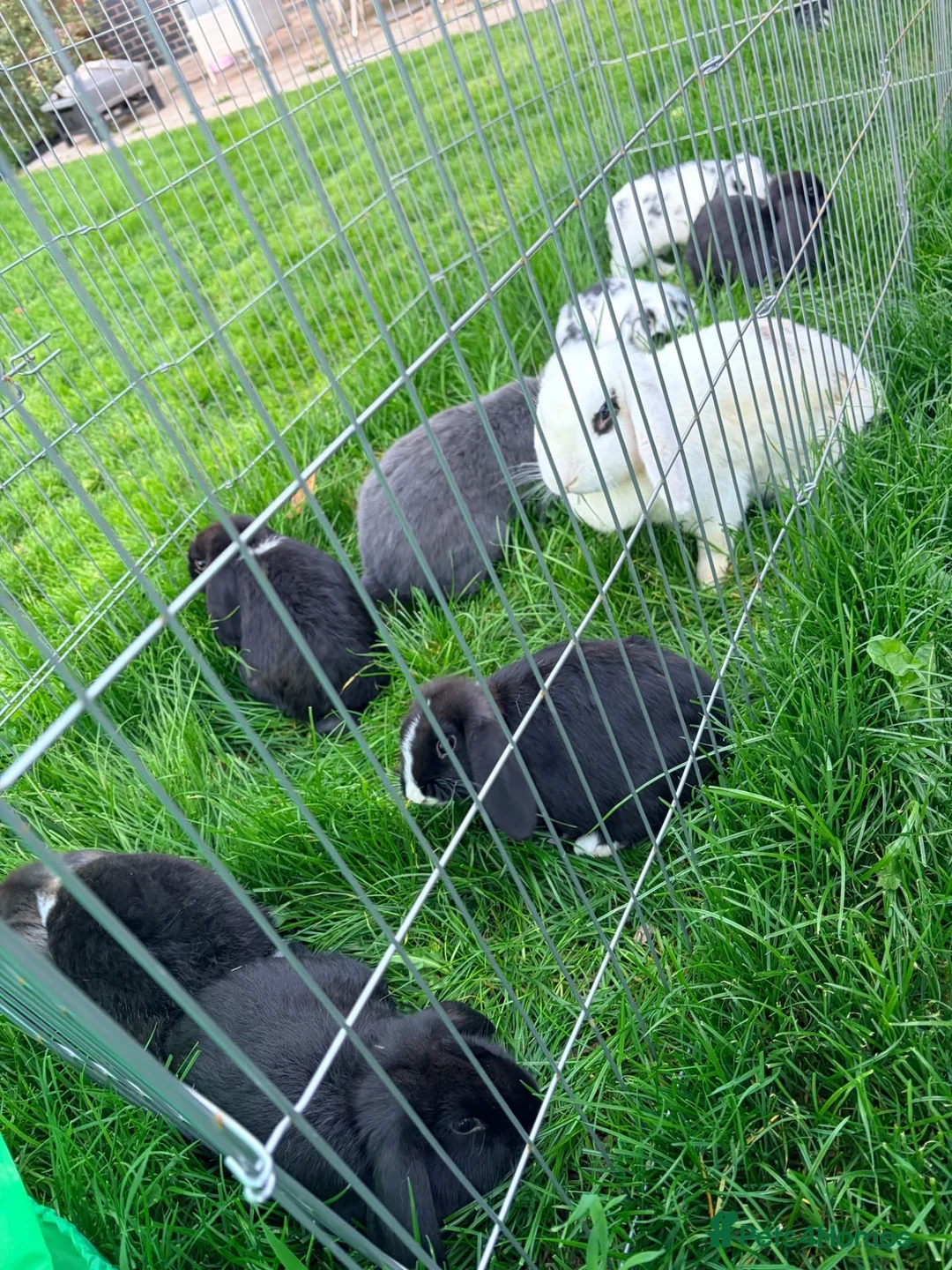 Mixed Breed rabbits for sale: Baby lop rabbits available  - Advert 14