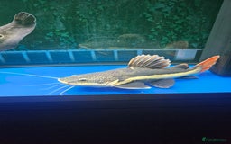Catfish fish for sale: Red tail catfish  - Image 1