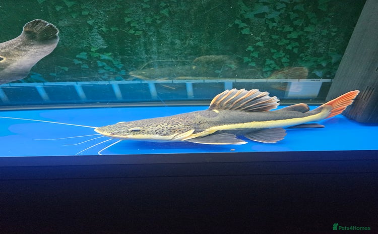 Catfish fish - Advert 1