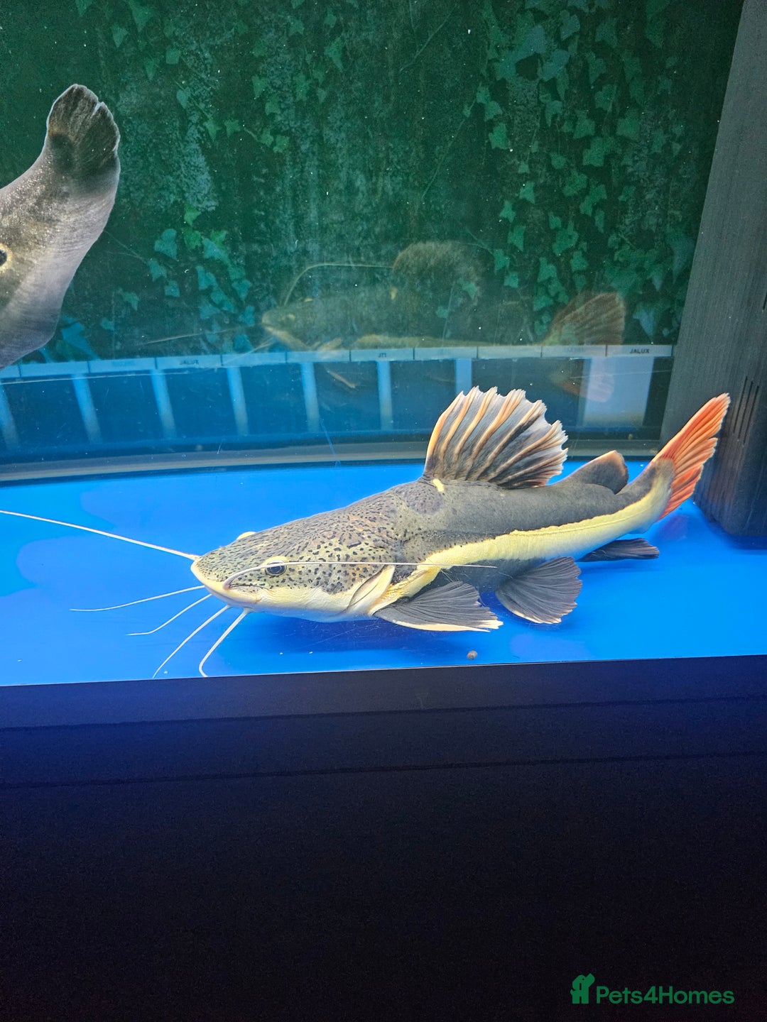 Catfish fish for sale: Red tail catfish  - Image 1
