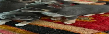 Chihuahua 3