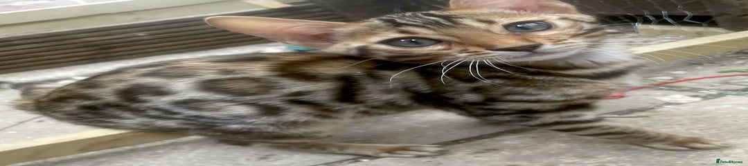 Bengal Kitten 1