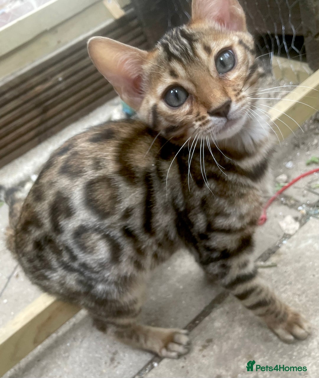 Bengal cats for sale: Beautiful pure breed bengal kits - Image 2