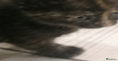 Mixed Breed cats - Advert 8