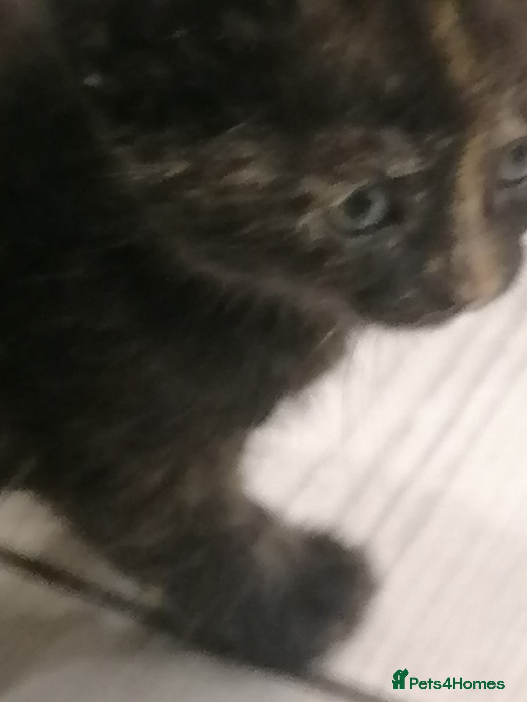 Mixed Breed cats for sale: Absolutely Gorgeous, Affectionate,playful kittens  - Image 2
