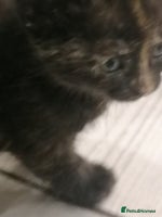 Mixed Breed cats - Advert 3
