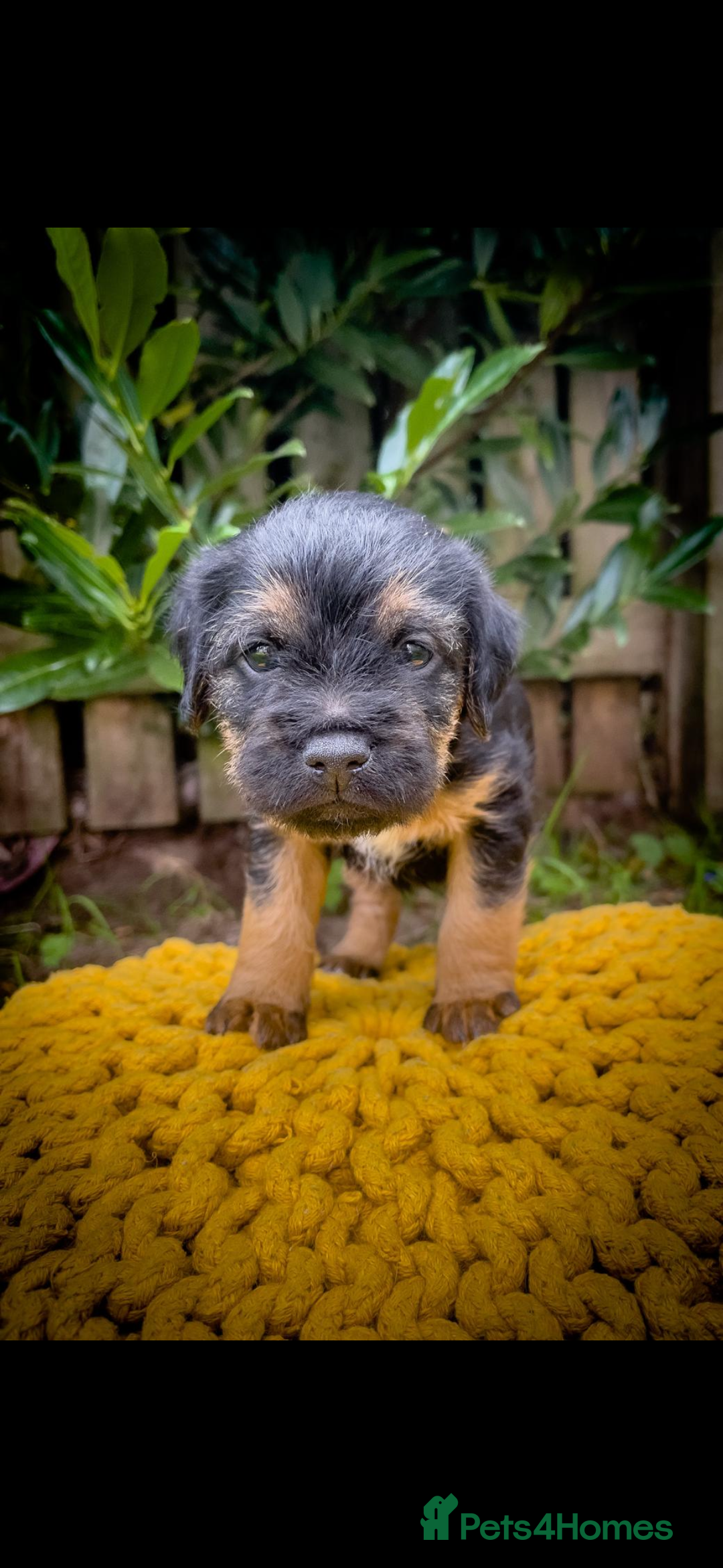 Border Terrier dogs for sale: Border Terrier - Image 4