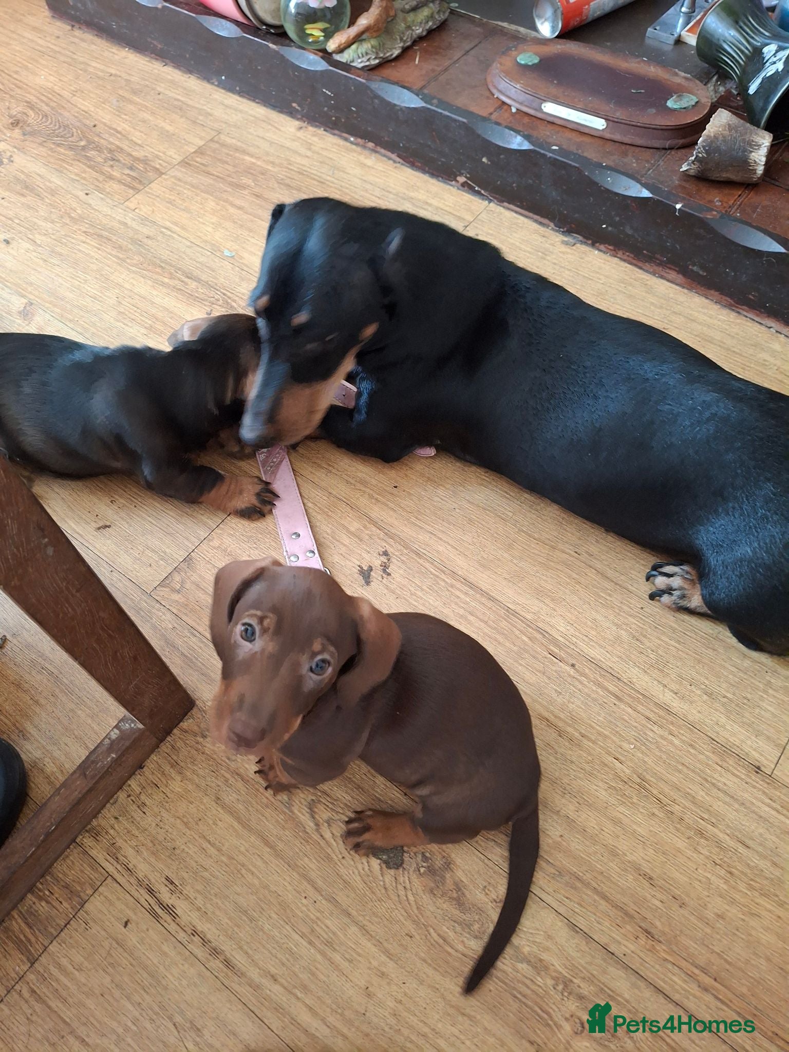 Dachshund dogs Dachshund  puppies  - Advert 1