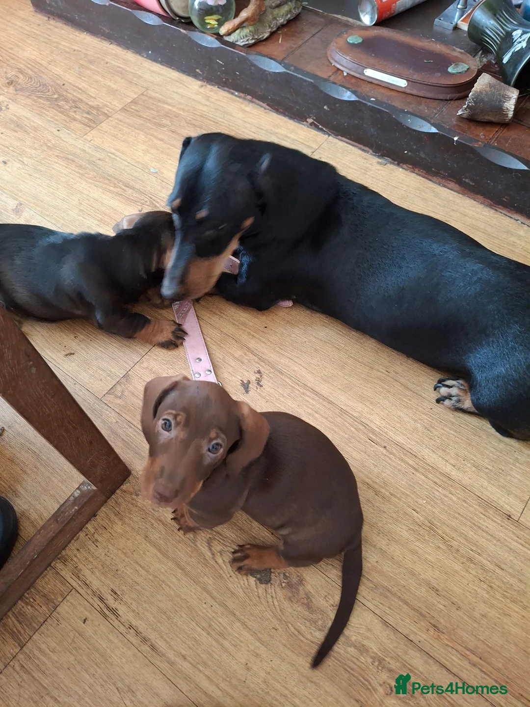 Dachshund dogs for sale: Dachshund  puppies  in Ferndown - Advert 1