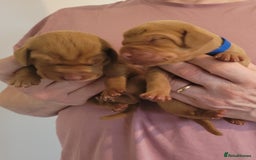 Hungarian Vizsla dogs for sale: Exceptional Hungarian Vizsla Puppies for Sale - Image 3