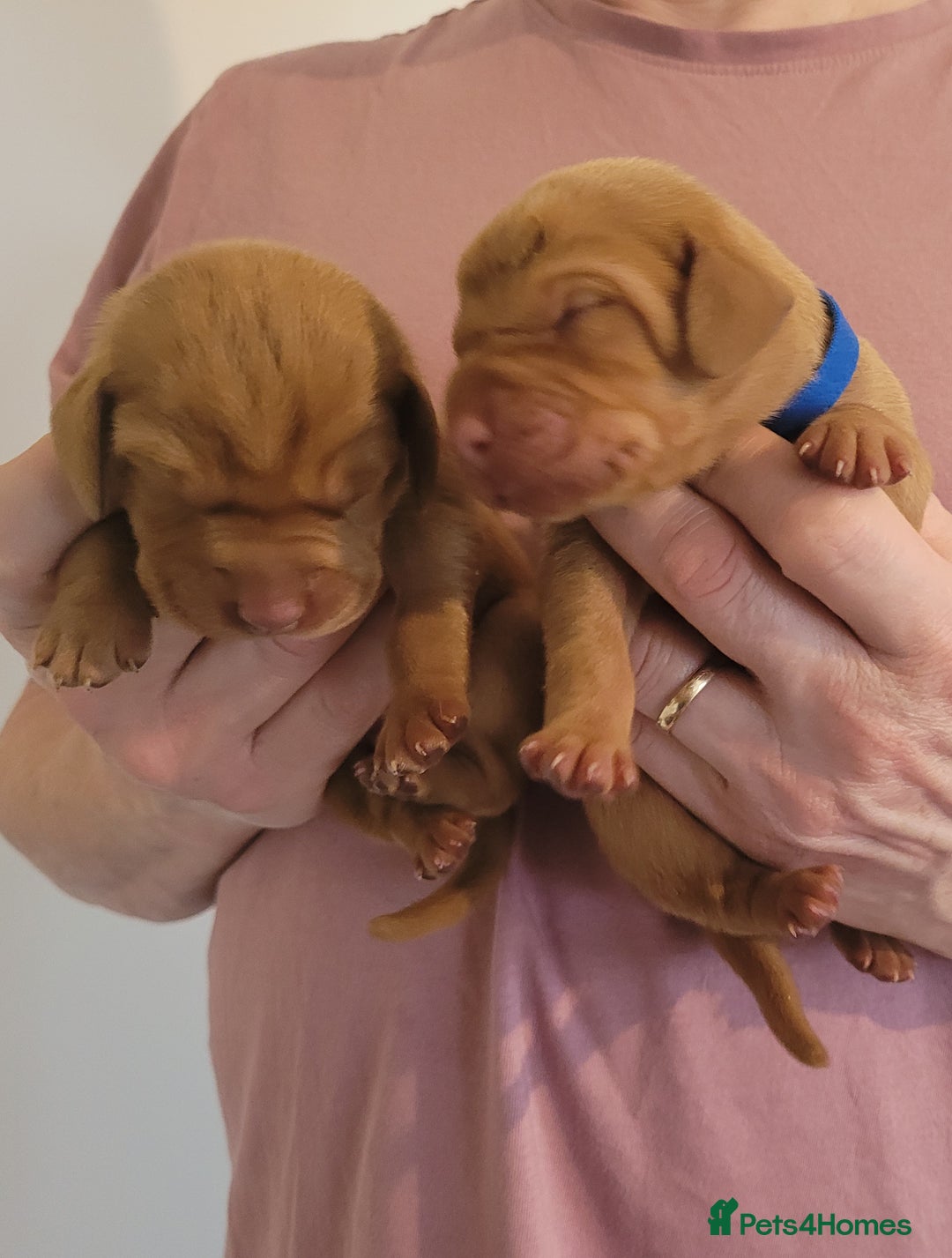 Hungarian Vizsla dogs for sale: Exceptional Hungarian Vizsla Puppies for Sale - Image 3