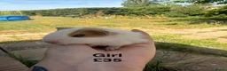Guinea Pig rodents for sale: Baby guinea pigs  - Advert 11