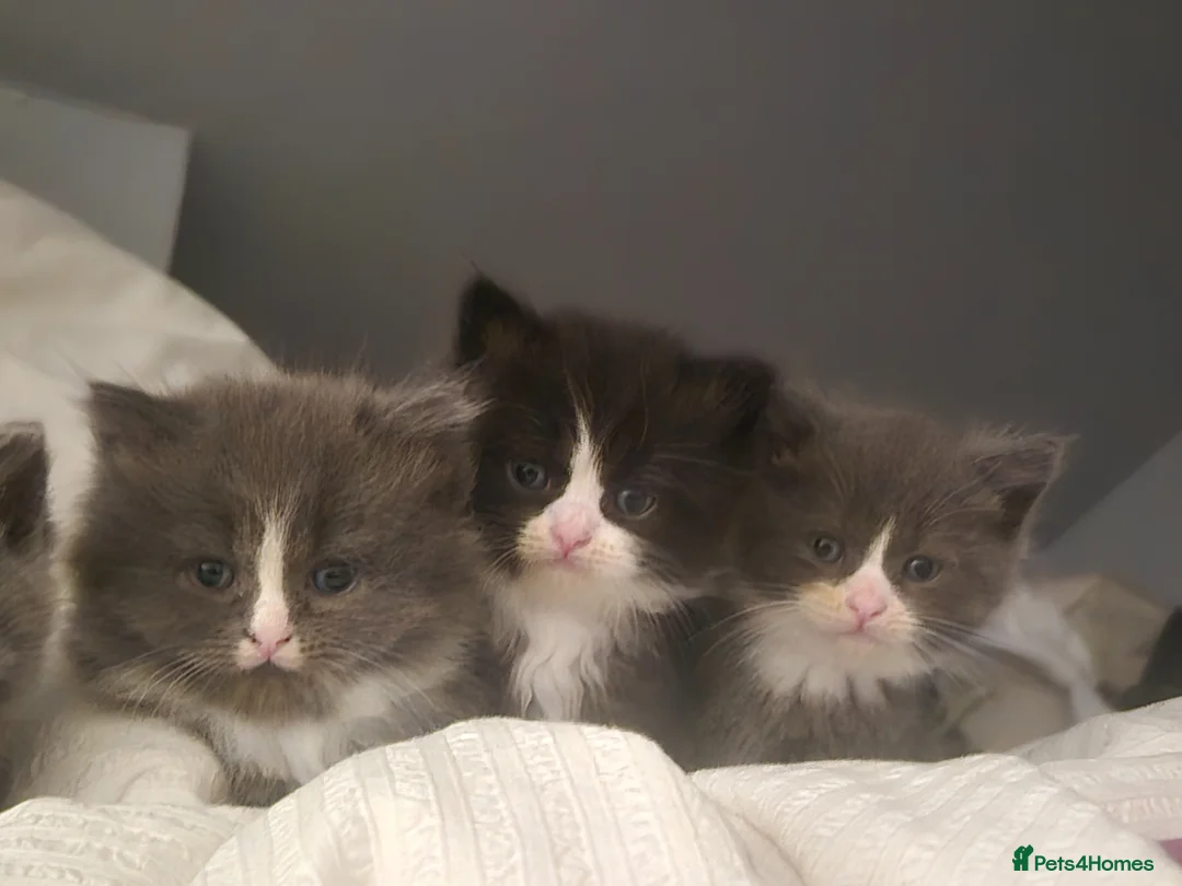 Mixed Breed cats for sale: 3/4 British longhair/shorthair  in Lowestoft - Advert 2
