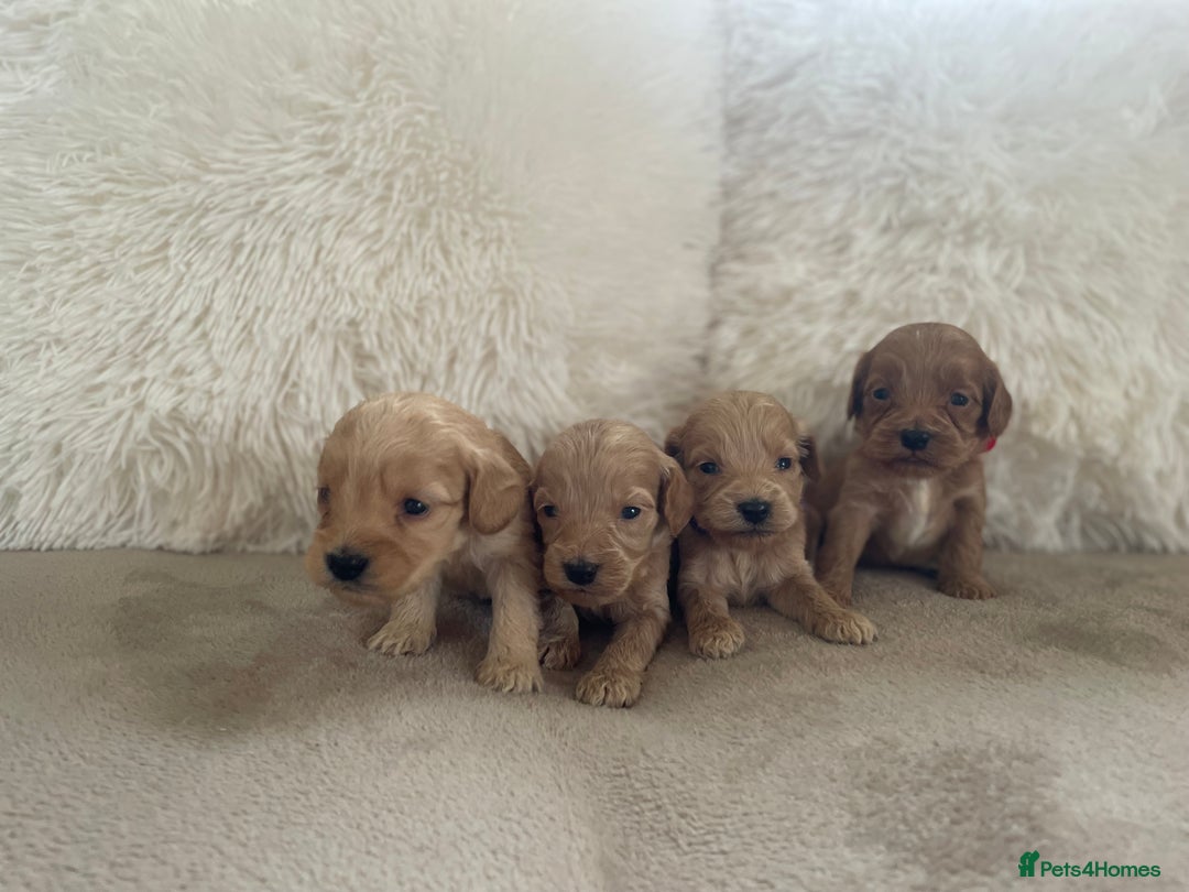 Cockapoo dogs for sale:  f1 cockapoos waiting list open now taking deposit - Image 5