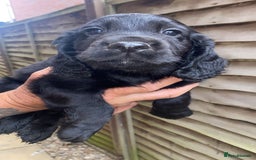 Cocker Spaniel dogs for sale: Beautiful Cocker Spaniel Puppies  - Image 12