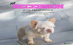 French Bulldog dogs for sale: Platinum fluffy frenchy pup female famous kc reg - Advert 5