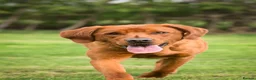 Labrador Retriever dogs for sale: Fox Red Labrador Puppies KC registered for sale - Advert 6
